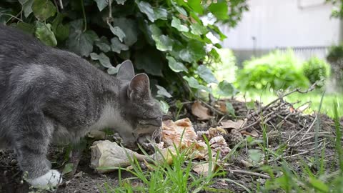 beautiful cat eating asmr enjoying its meal