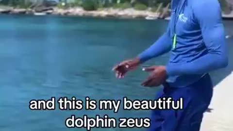 Dolphins are incredibly smart