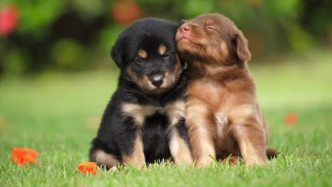 Beautiful Puppies Playing 😍