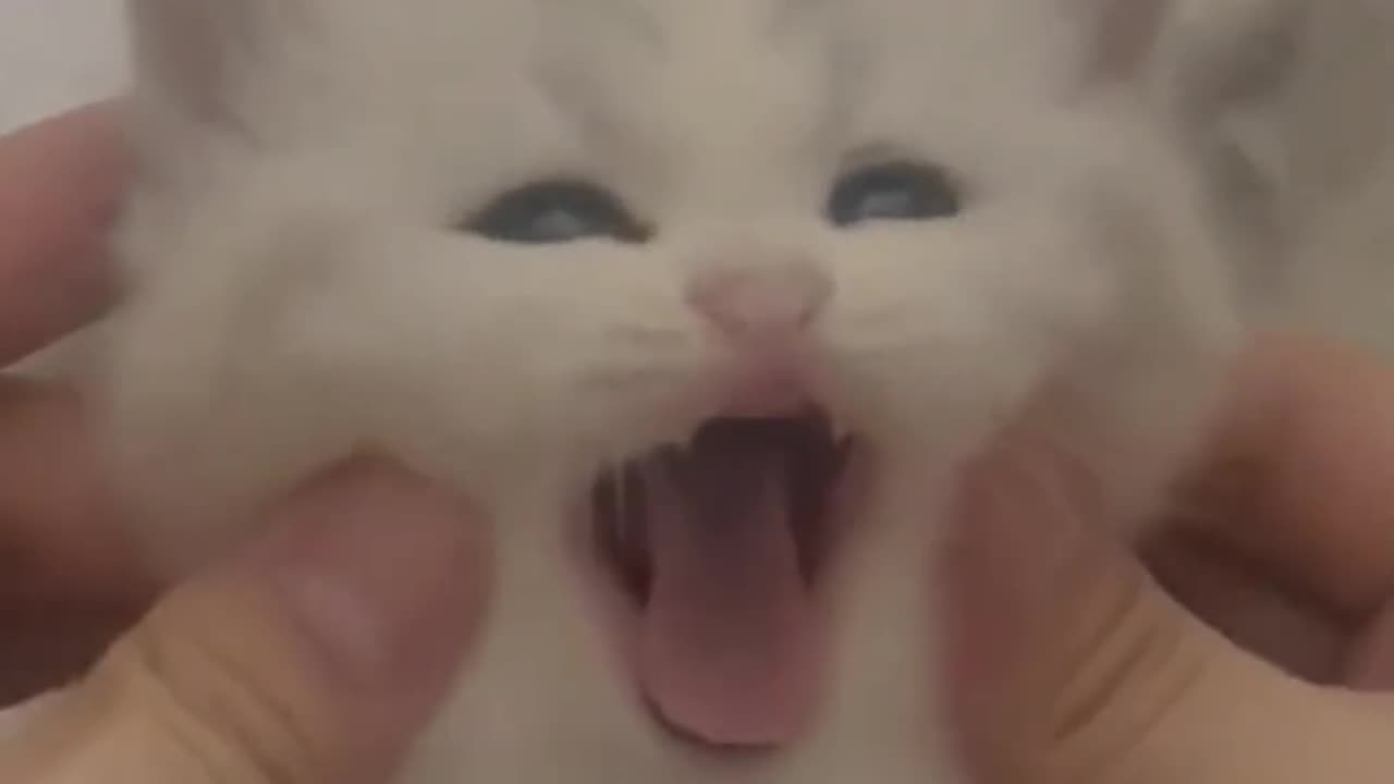 Cute catd animal