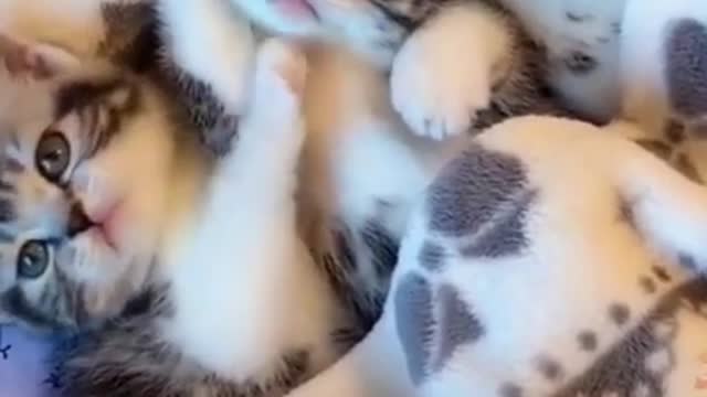 小奶猫太可爱了