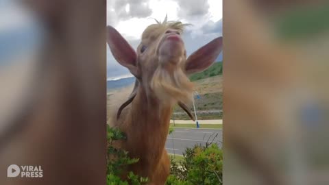 Hilarious conversation between goat and farmer