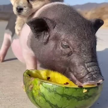 pig eating watermelon 🍉