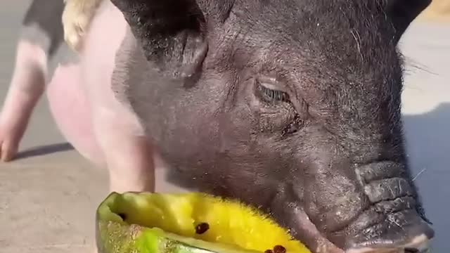 pig eating watermelon 🍉