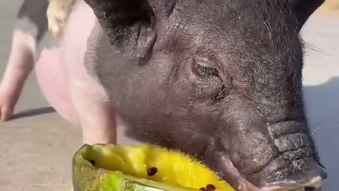 pig eating watermelon 🍉