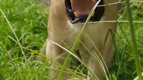That's Lion Roar