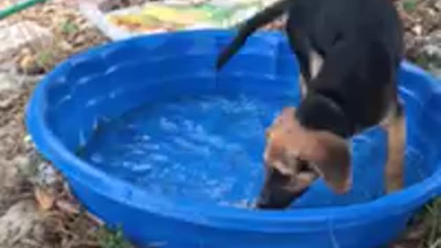 Puppy’s first swimming pool