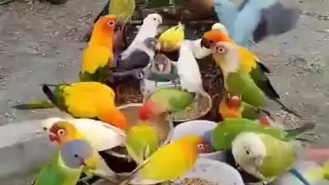 So Many Birds.