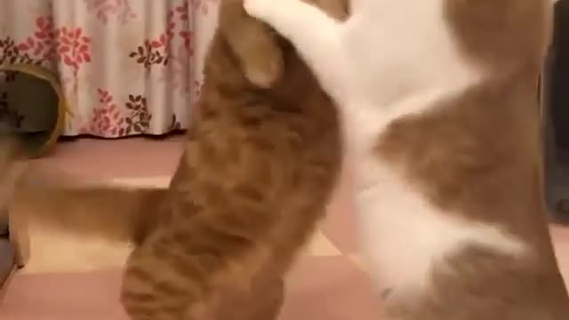 Cat fight