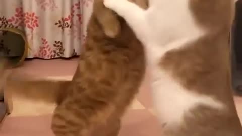 Cat fight