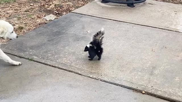 Molly the Dog Intrigued by Skunk