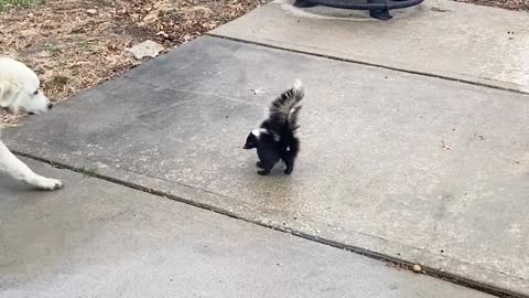 Molly the Dog Intrigued by Skunk