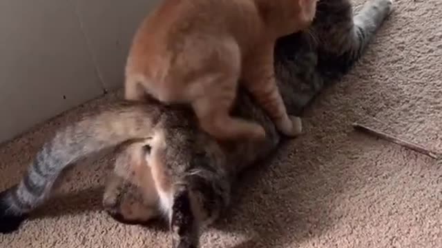 Cute and Funny Cat Videos Compilation - PART 48
