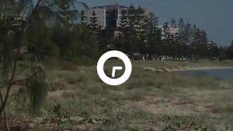 Inusitado! Canguru é flagrado nadando no mar em Queensland