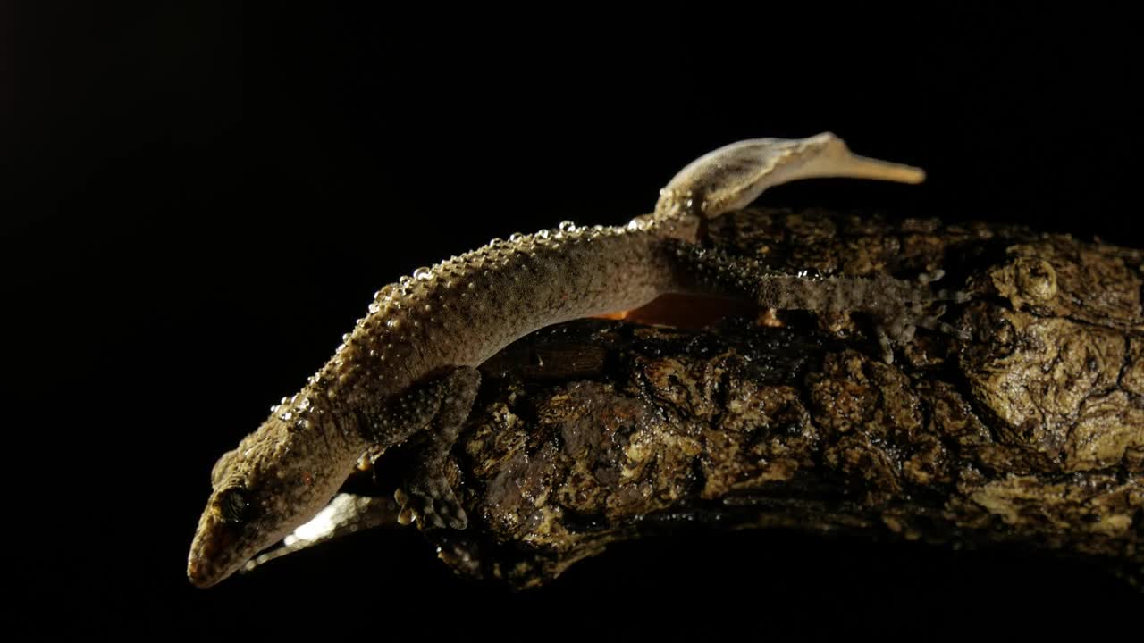 Broad-tailed Gecko lizard reptile