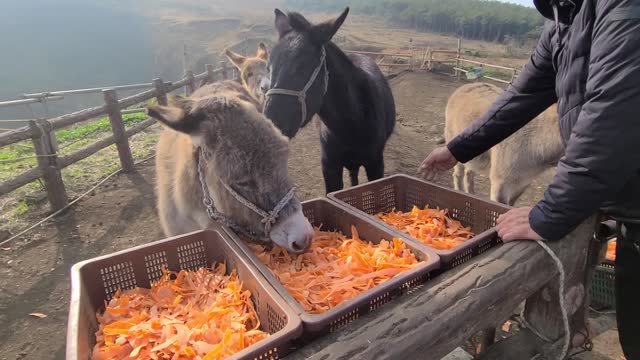 A cute pony eating carrots on a ranch.