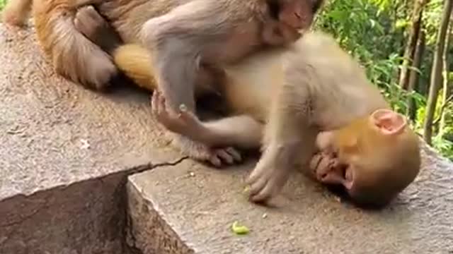 cute baby monkey pet ,cute baby monkey pet