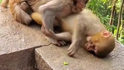 cute baby monkey pet ,cute baby monkey pet