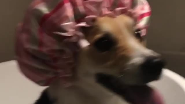 Brown dog in red hair cap in tub