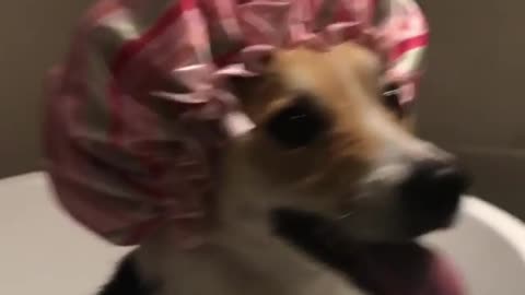 Brown dog in red hair cap in tub