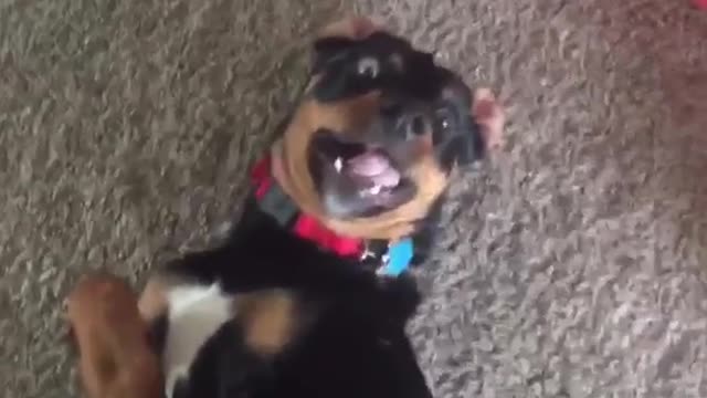 Zoom in video of black dog looking startled on carpet