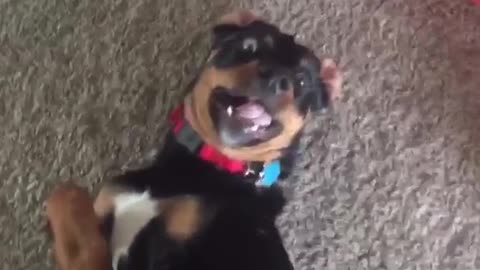 Zoom in video of black dog looking startled on carpet