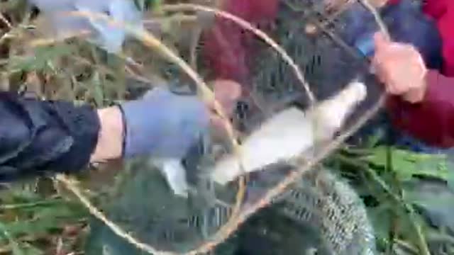 Amazing trip big fish catching_rural fishing video