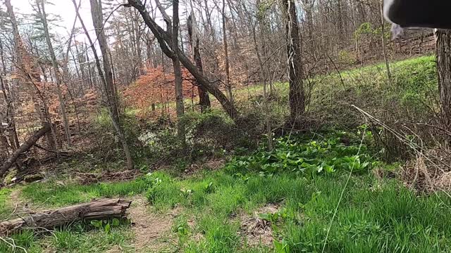 Trout Fishing in Stone Creek