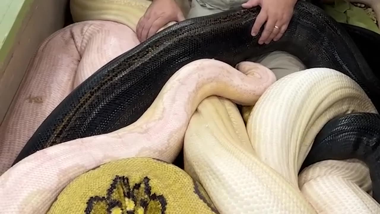 20 feet Python Bit The Cameraman