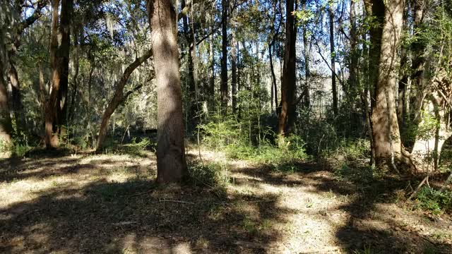 Beaufort SC Marsh