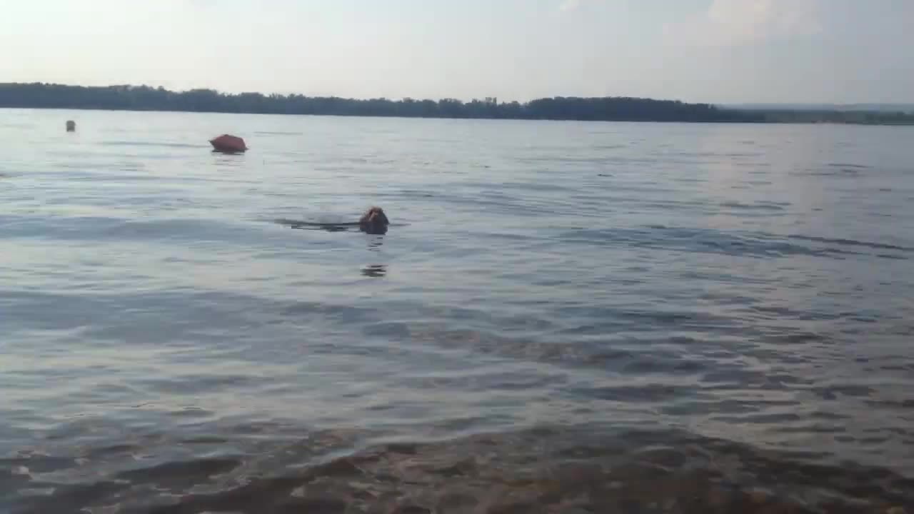 Cocker Spaniel - on the water, can swim fast