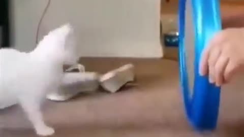 Funny Cat - Round, Round and Round, and Round