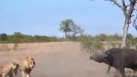 BUFFALOS FIGHTS LIONS