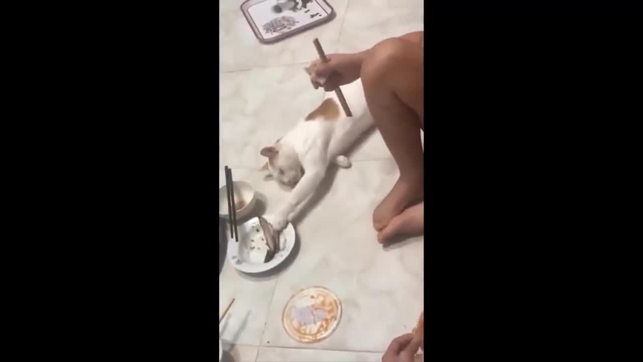 Funny cat, cat steals fish