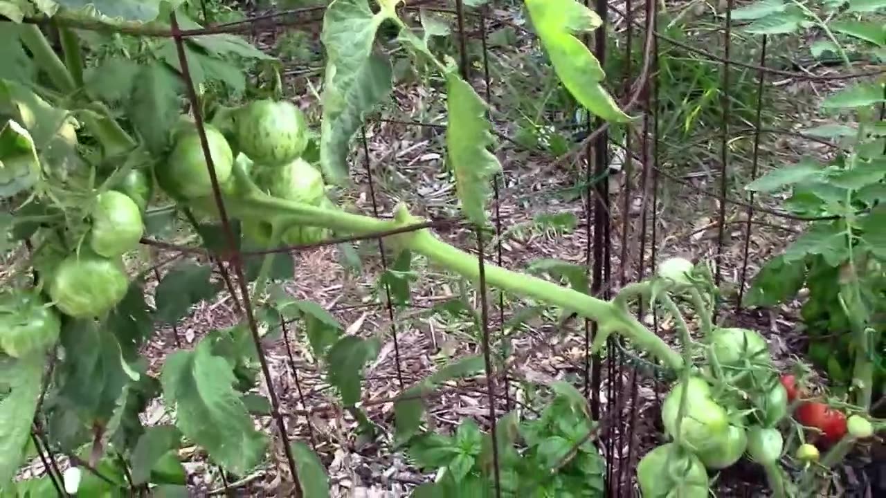 Tomatoes in September and Some Tomato Grafting