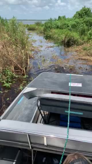 Looking for Alligators