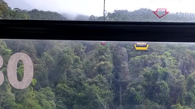 sky walk in the forest