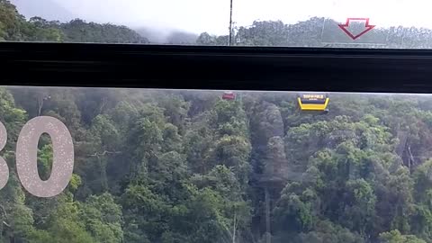 sky walk in the forest