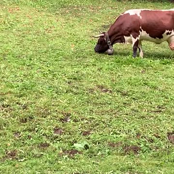 Cow at the Swiss Open Air Museum