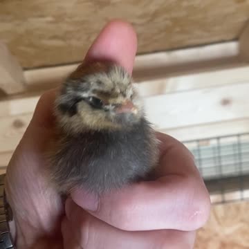 Baby Ameraucana Chicks!!! 03.2021