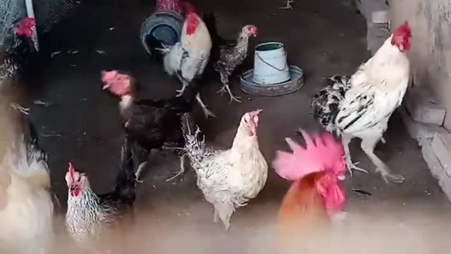 mazing video status viral hog #aseel #fyp #shorts #viral #rooster #india