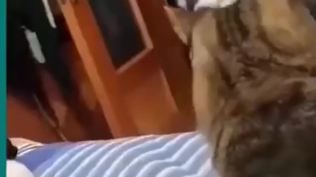 Dog vs Cat video