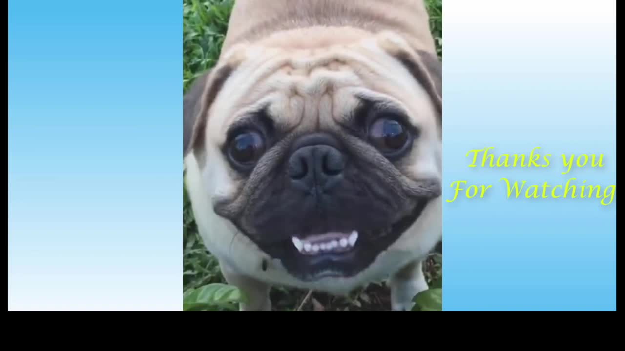 Funny Video/Cute Video /Pet Video-1