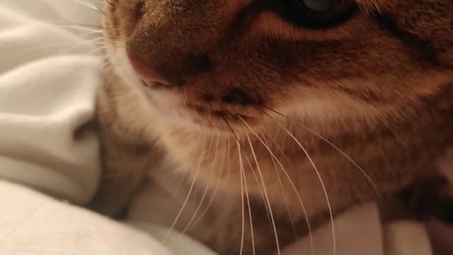 Fred make a nest