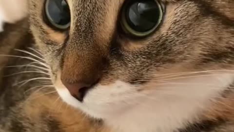 Feline Grooving on TikTok