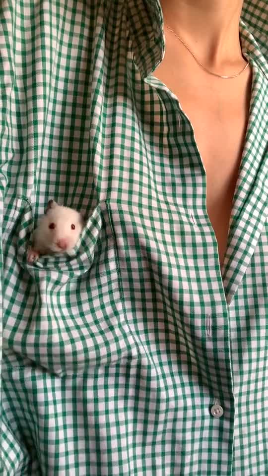 Mouse in pocket