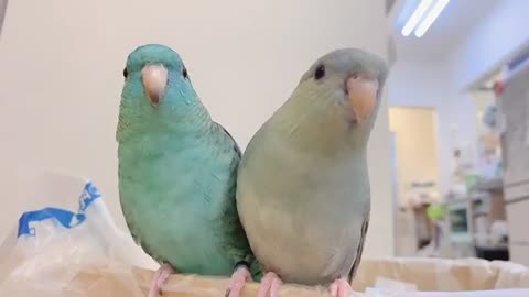 Two amazing parrots performing a song for the camera