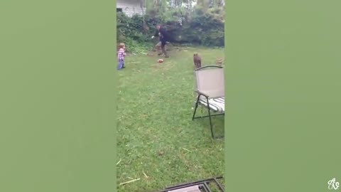 funny animal compilation_ try not to laugh funniest Animal vines