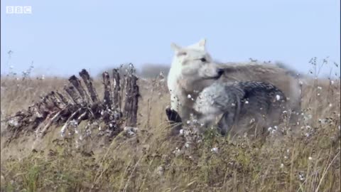 Starving Wolves in Search for Food | BBC Earth