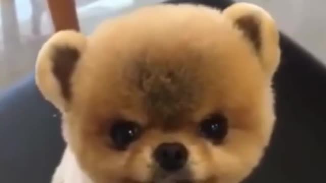 Top Funny Cute Dog Videos and TIKTOK Compilation